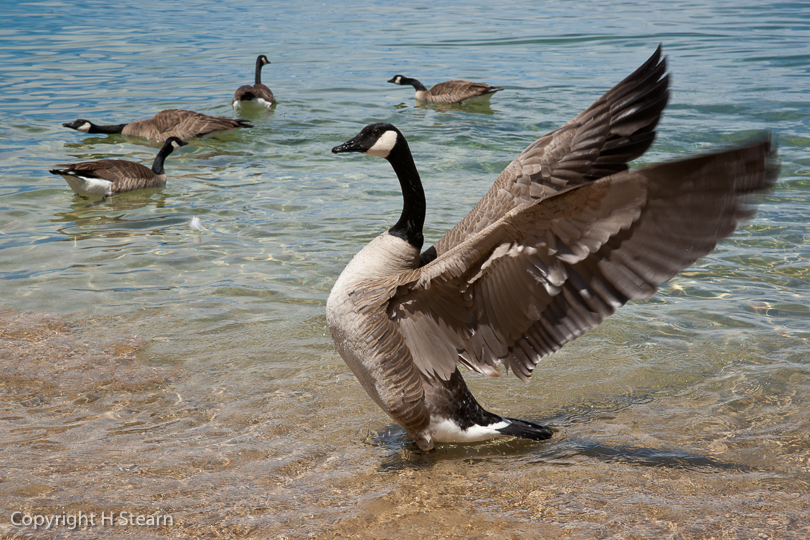 “Proud Bird”, Canada Geese at Lake Tahoe, CA