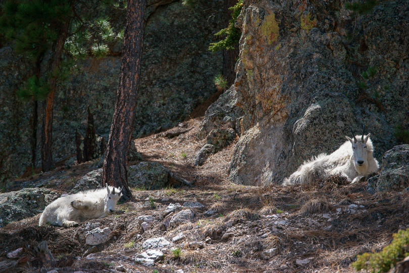 “Mountain Goats, Mount Rushmore, Black Hills, SD”