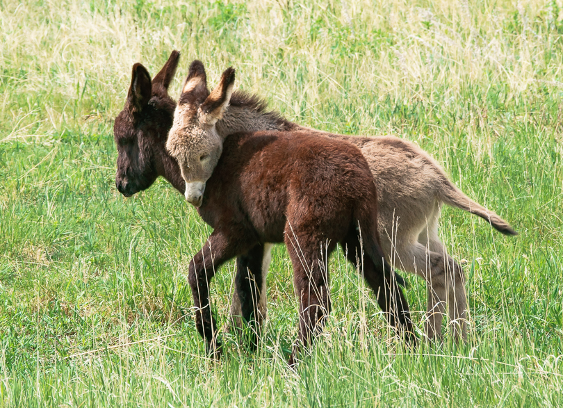 “Young Burros Horsing Around", Custer State Park, Black Hills, SD