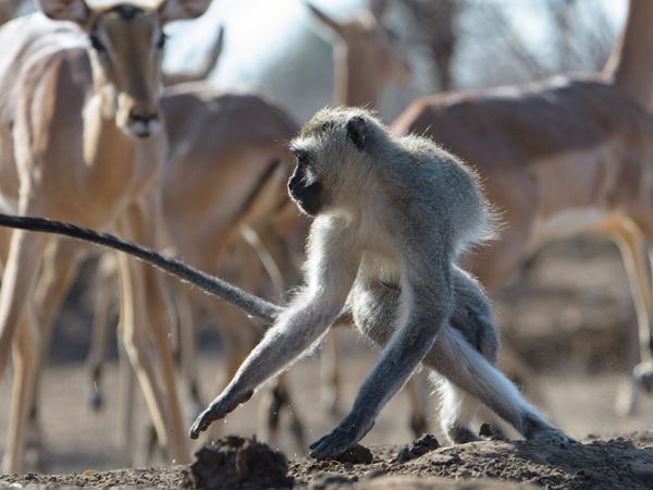 Photography and movies have taught us to interpret focus and blur as depth: the eye refocuses and moves too fast to notice it