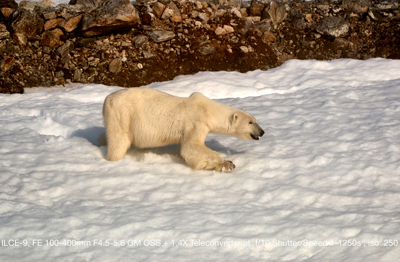 Polar Bear in Svalbard