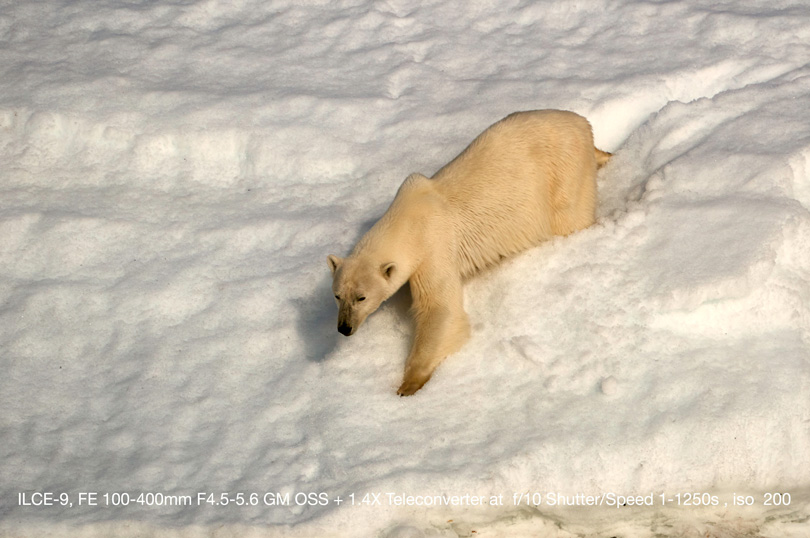 Polar Bear in Svalbard