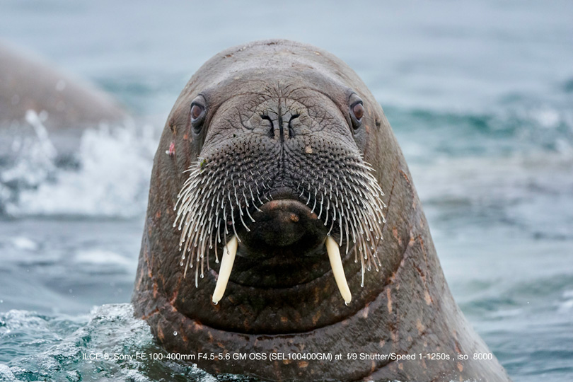 Walrus in Svalbard
