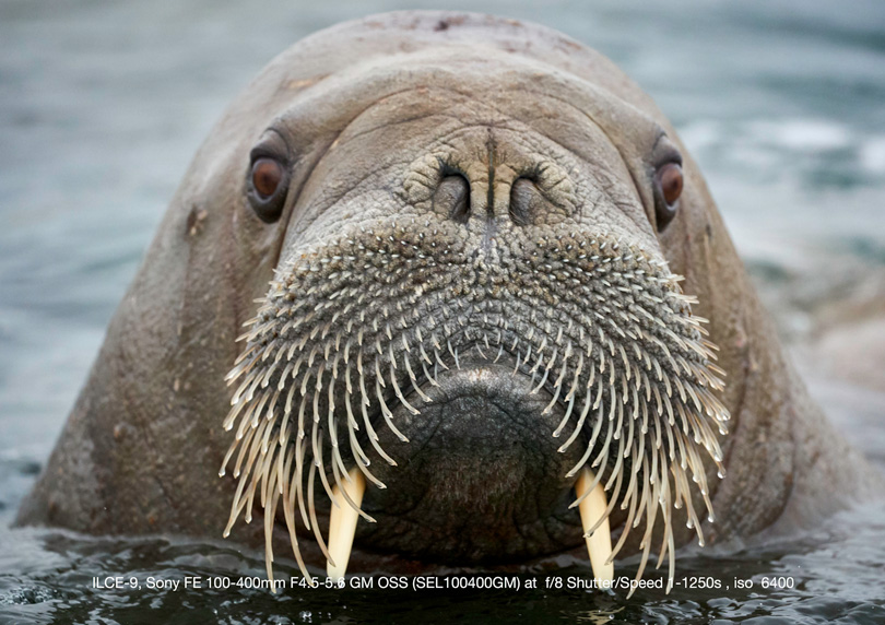 Walrus in Svlabard