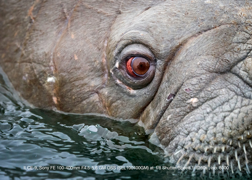 Walrus in Svalbard