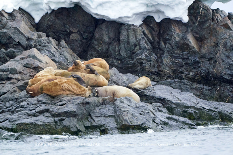 Walrus photographed from a Zodiac in Svalbard