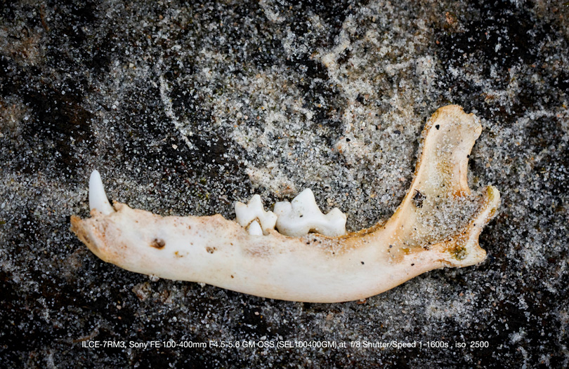 A jaw bone found on a rock. Shot with the 100-400mm