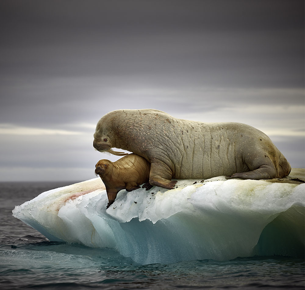 Walrus, Step 2 Adjustments 