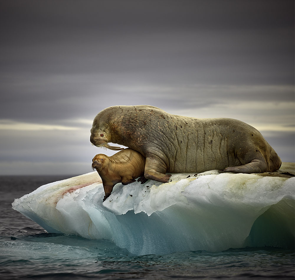 Walrus, Step 3 adjustments