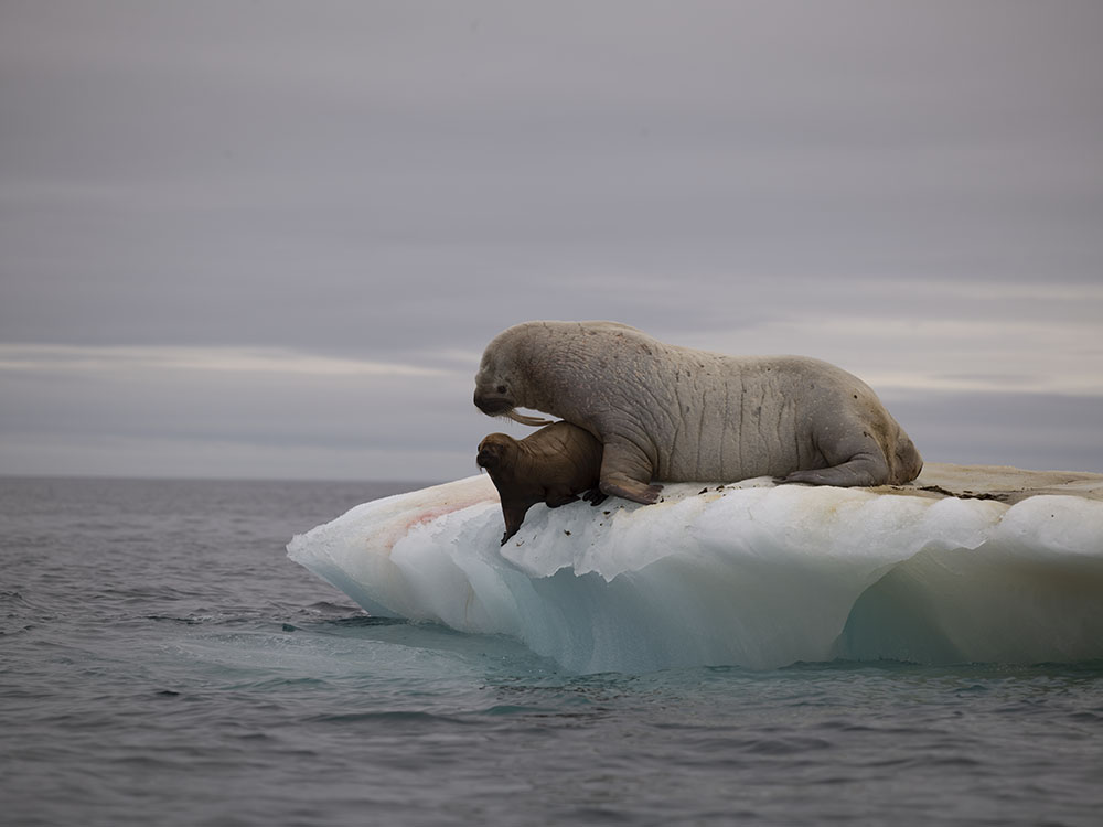 The Walrus, RAW file no adjustments