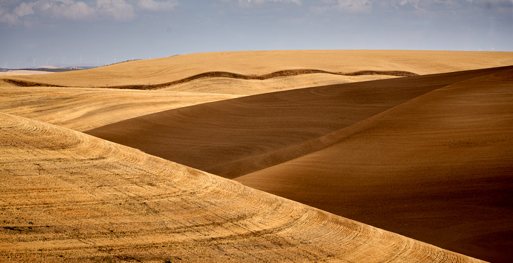 dirt and stubble