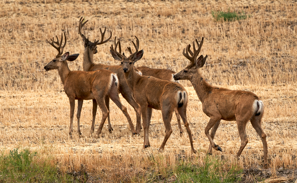 Deer are everywhere but how often do you see 5 bucks?