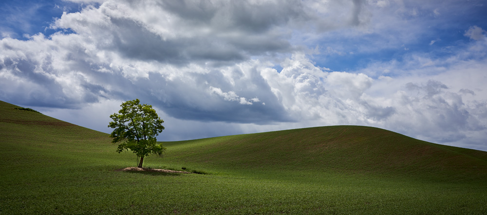 Lone Tree