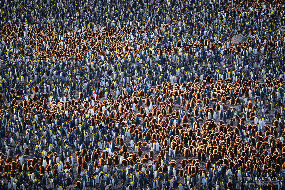 St Andrews, South Georgia Penguins