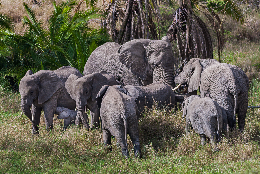 “Matriarch and Her Family, Tanzania, 2008”
