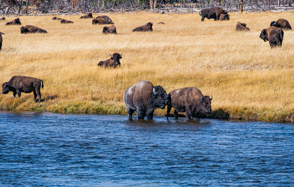 “Lovesick Bull, Yellowstone River, WY, 2011”