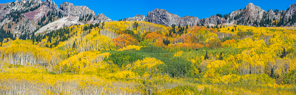 “Kebler Pass Aspen Grove at Peak, Crested Butte, CO, 2010”