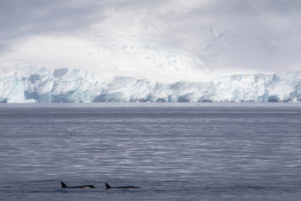 Antarctica