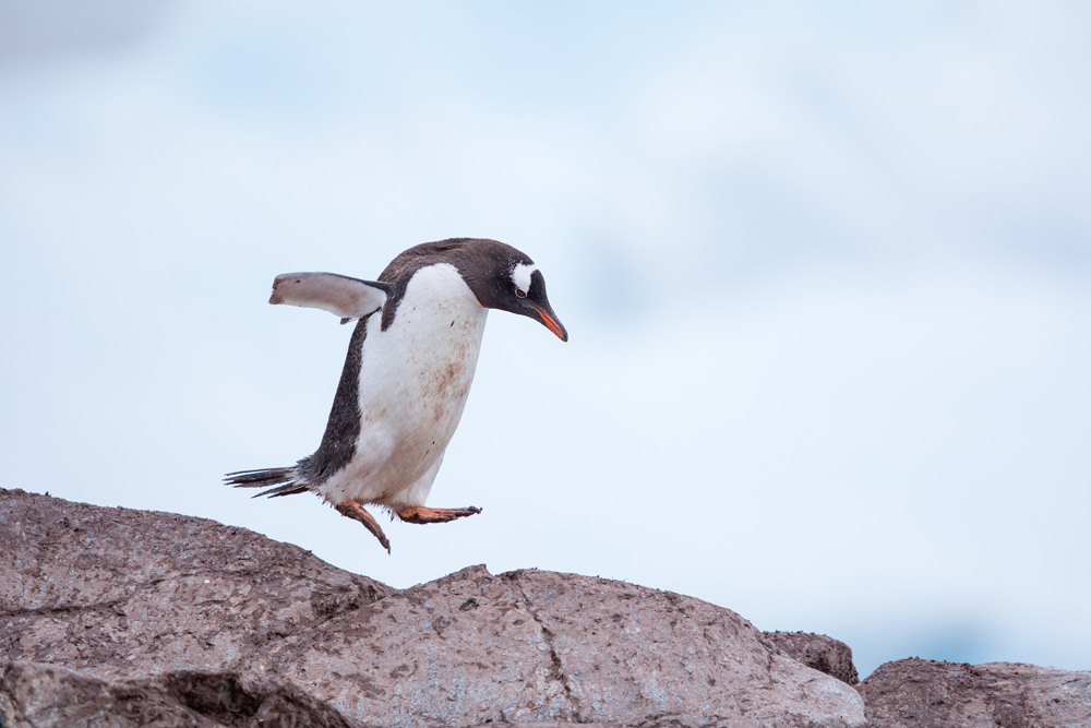 Antarctica