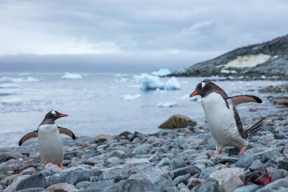 Antarctica
