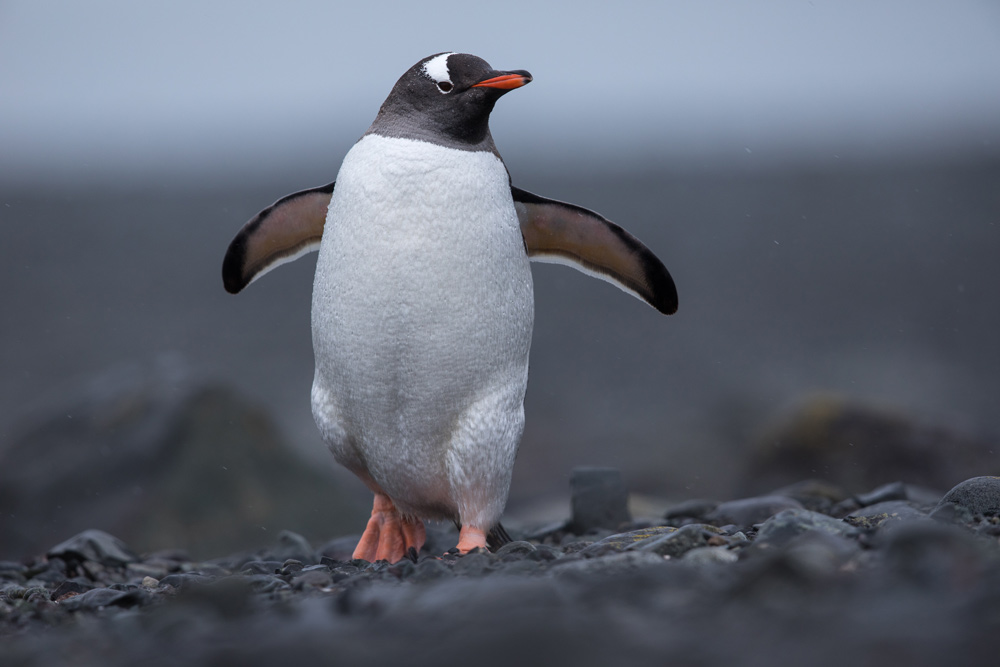 Antarctica