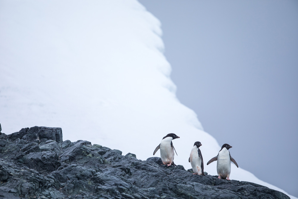 Ben Olson Antarctica