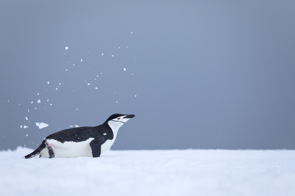 Antarctica