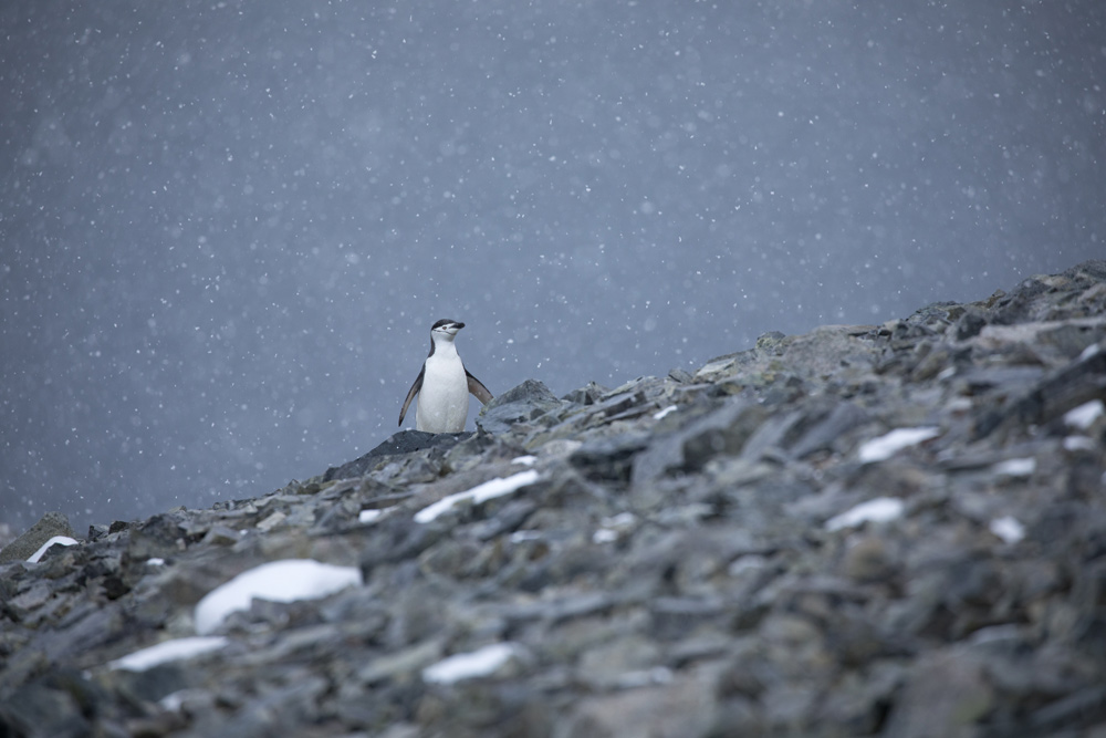 Antarctica