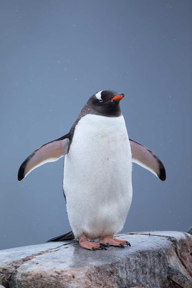 Antarctica