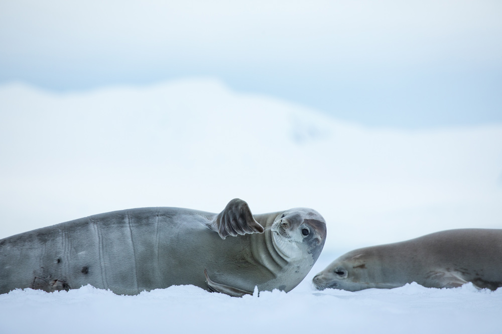 Ben Olson Antarctica