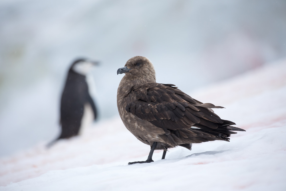 Ben Olson Antarctica
