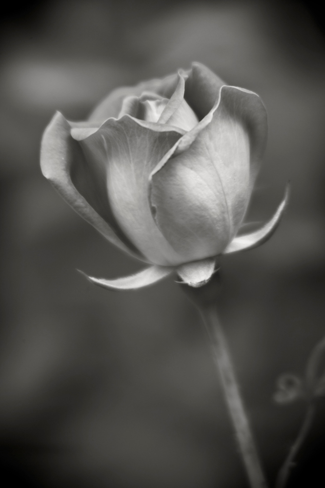 Figure 5 Morning Rose digital ISO-100 L. A. Lewin 2016