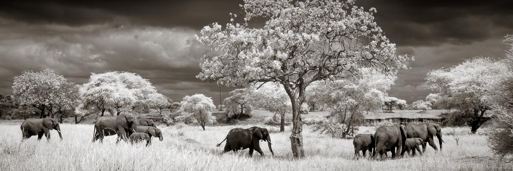 A family of elephants in Tarangire National Park.