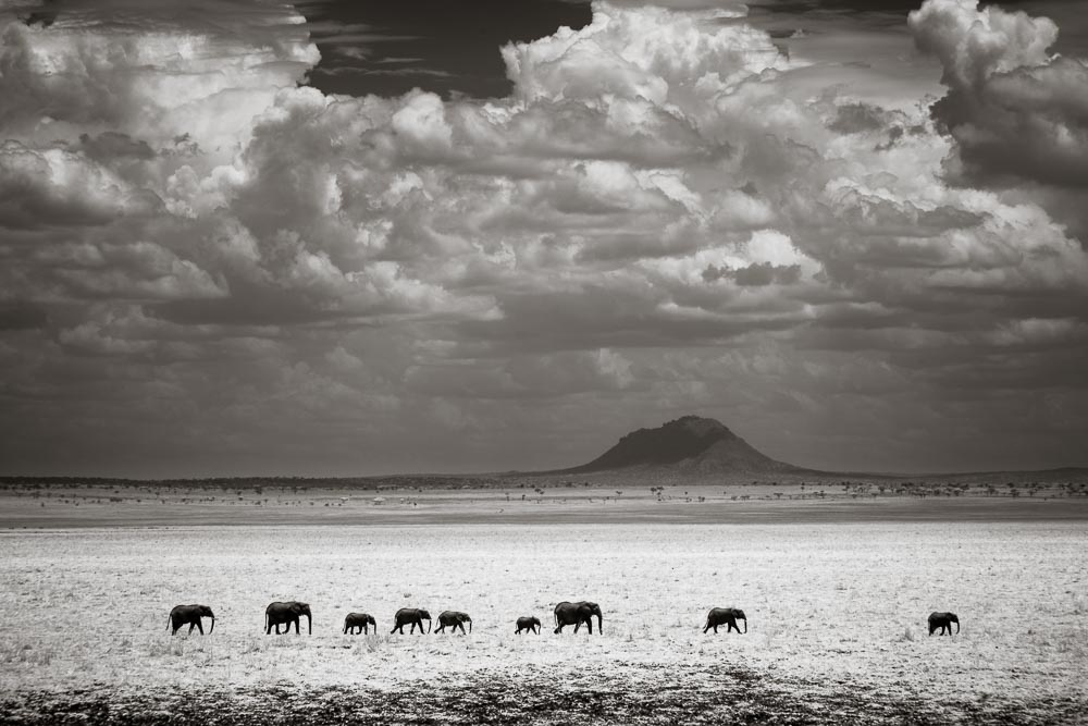 A herd of elephants crossing Silale Swamp in Tarangire National Park. Shot with Canon’s 24-105mm lens.