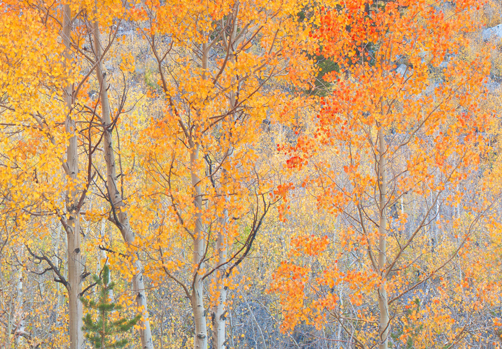 North Creek Aspens in luminescent warm pastel tones, South Creek.