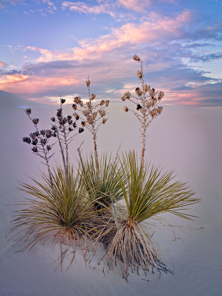 Yuccas at White Sands