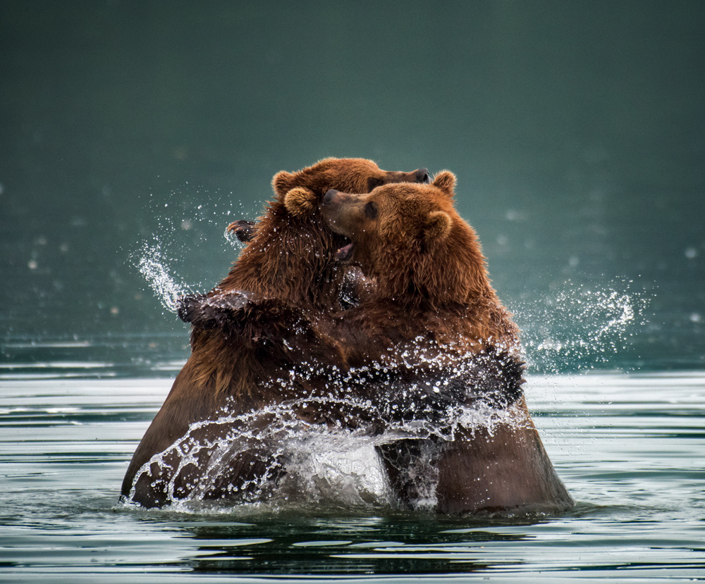 Organic symmetry. Lake Kuril, Kamchatka.