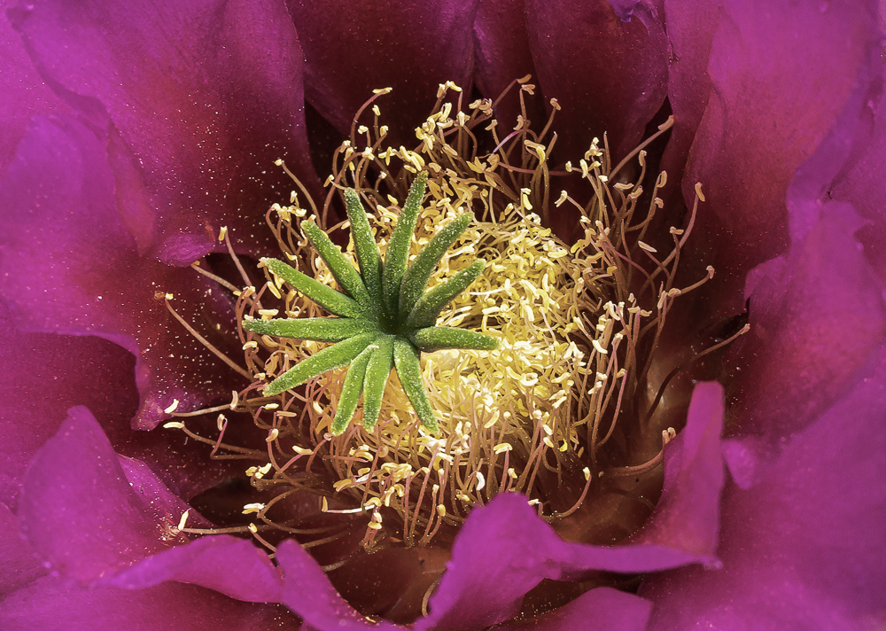 Tightly Cropped Cactus Bloom