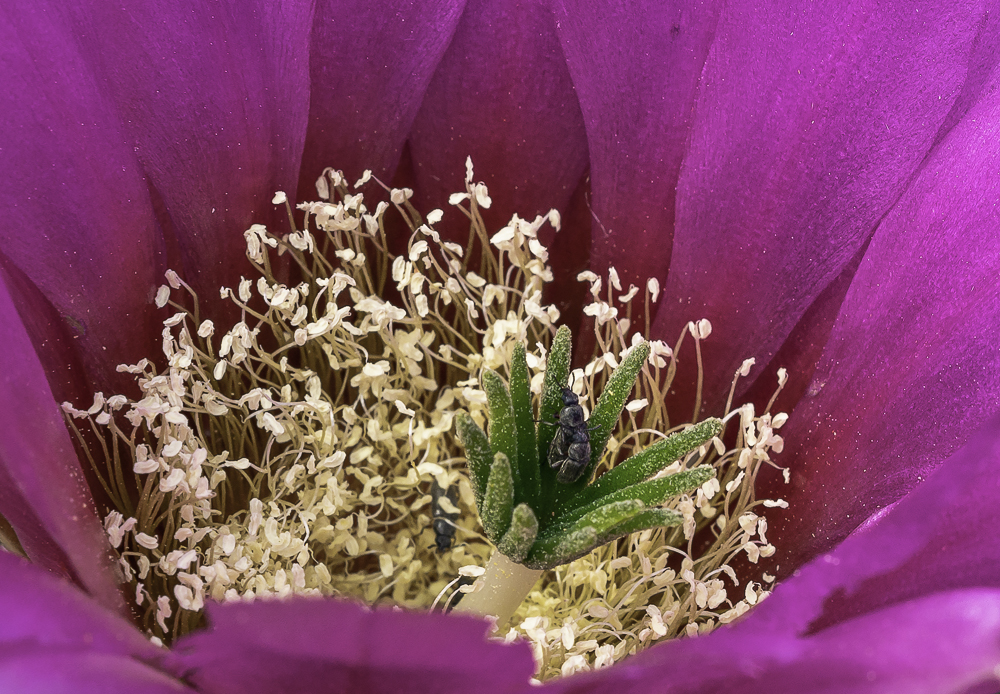 Lovebugs in a Honeymoon Suite, Sony A7rM3