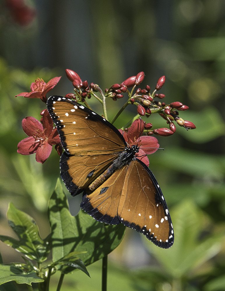 Queen Butterfly