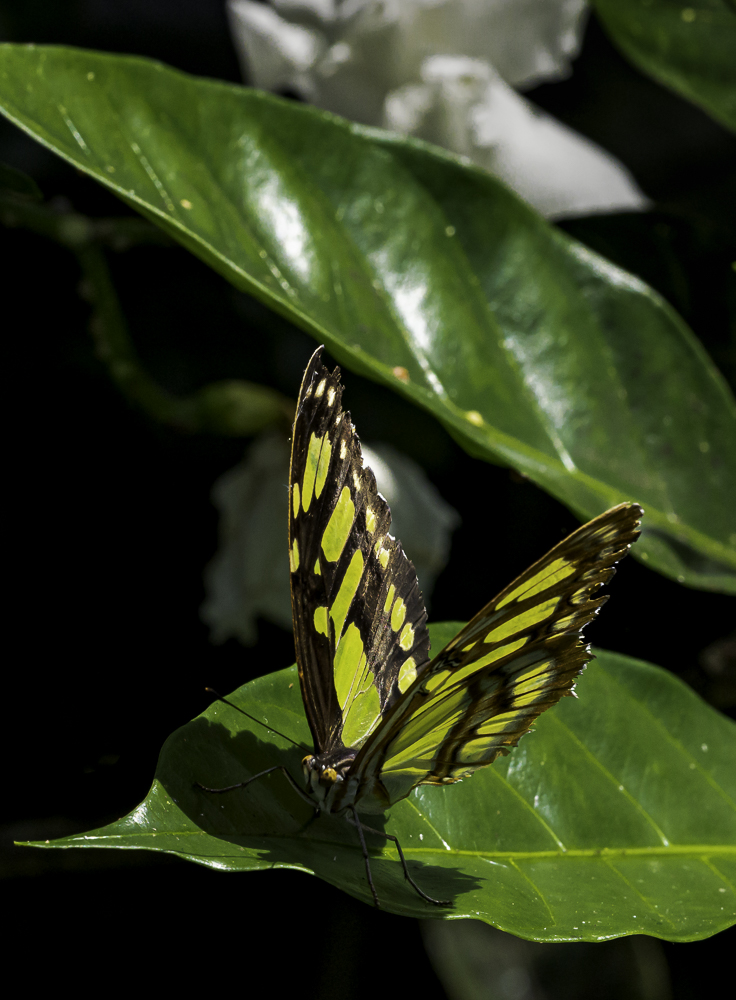 Malachite Butterfly