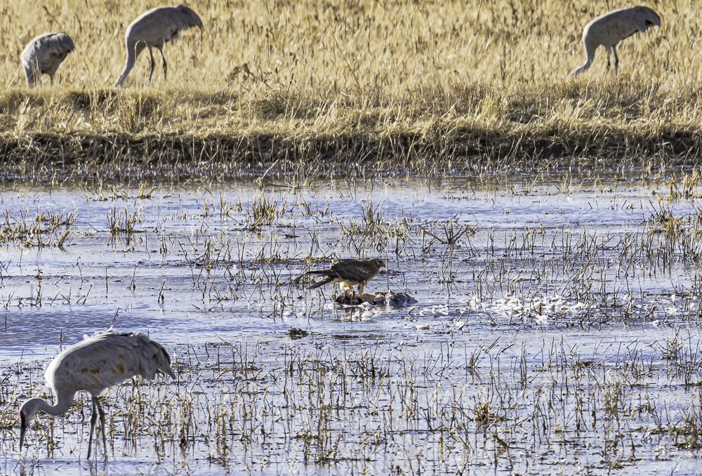 “Northern Harrier Feeding on Freshly Killed Duck”