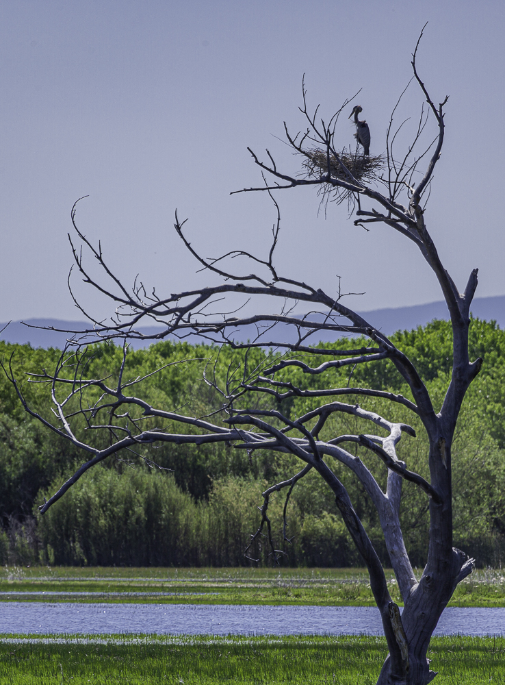 “Nesting Blue Heron”