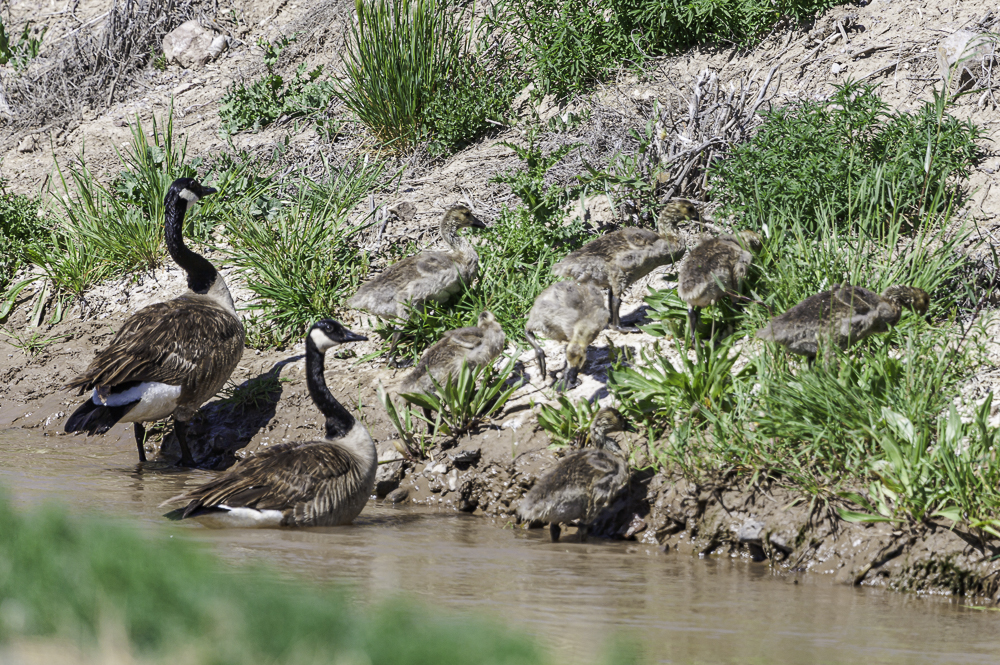 “Family of Canada Geese”