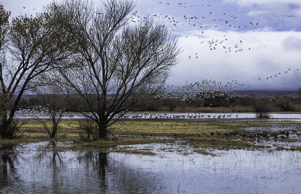 “Pre-sunrise Take-off, Snow Geese with Cranes Waiting Their Turn”