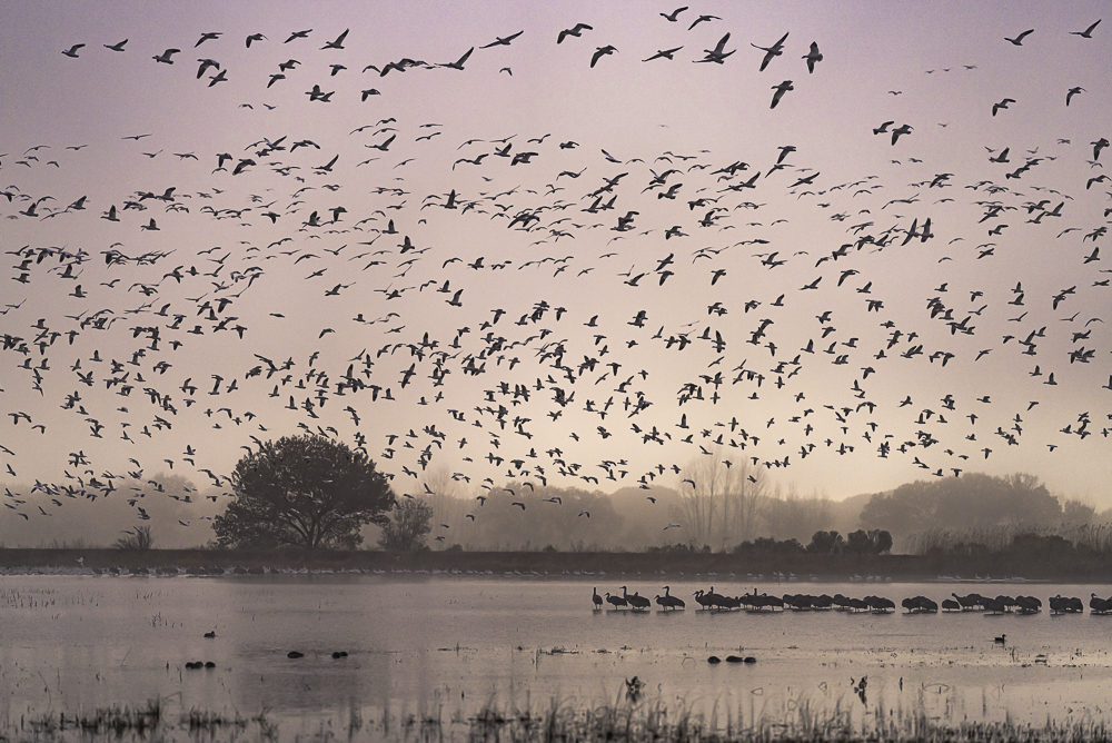 “Birds Filling the Skies at Sunrise”