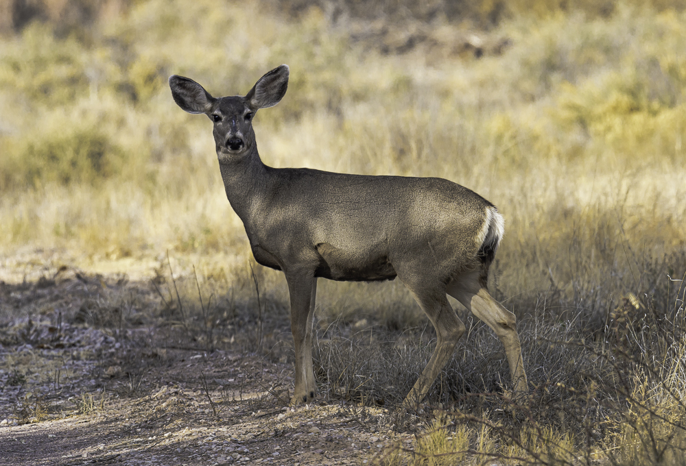“Mule Deer, a Local BDA Resident”