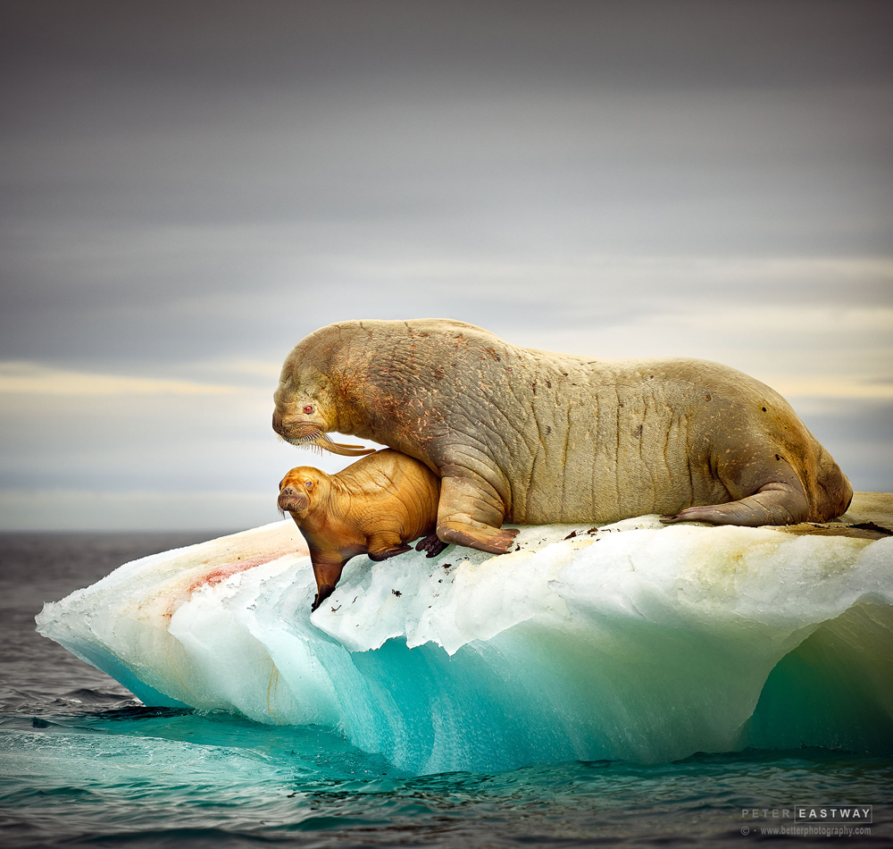 Walrus At Storoya