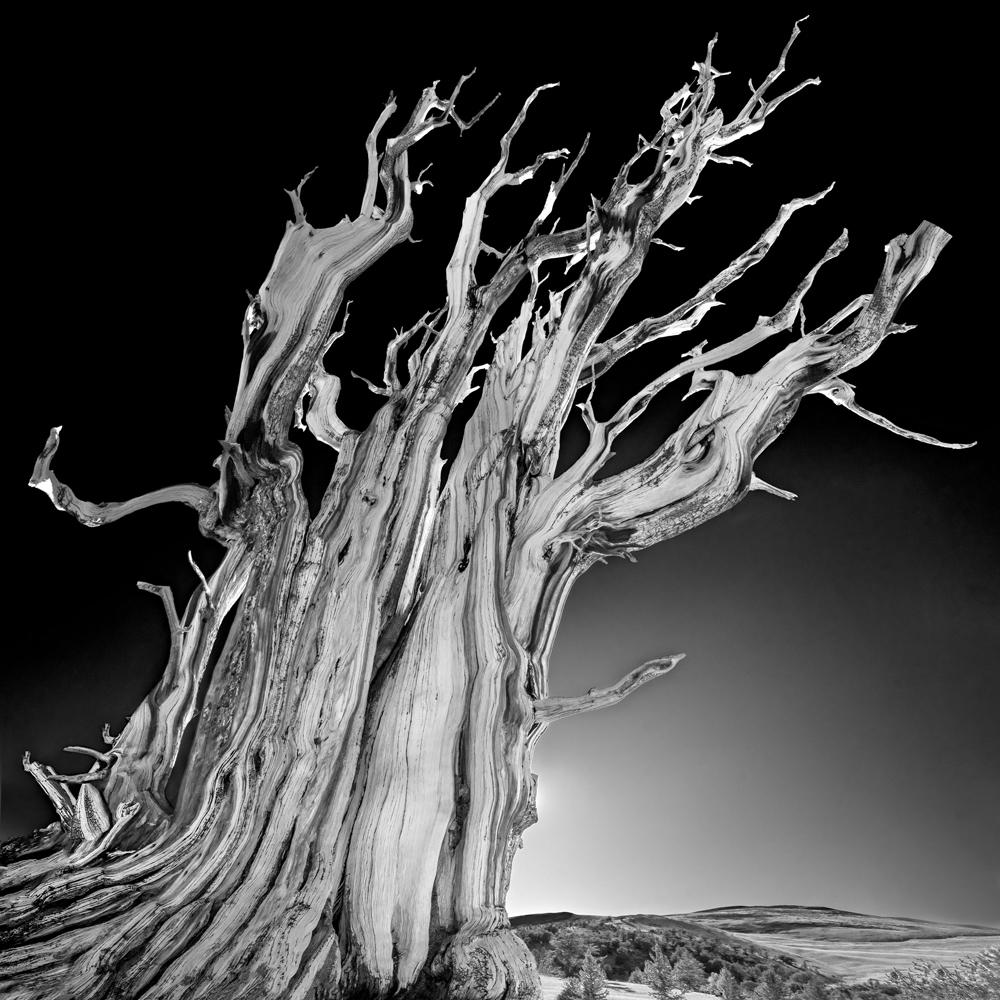 Bristlecone. White Mountains, California.