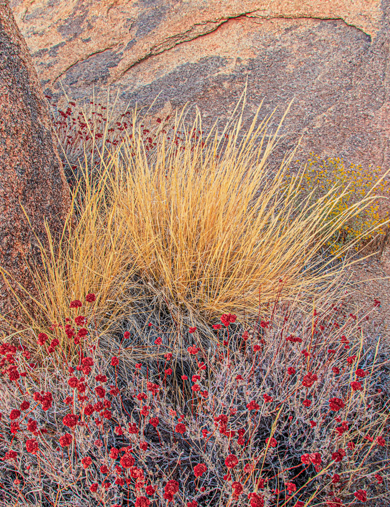 Grasses, Flowers and Boulders. Alabama Hills, California